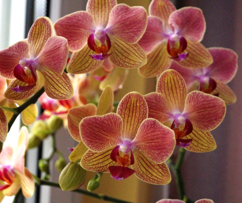 Orchideen 2011 - 2015 Teil 1 - Seite 85 01135