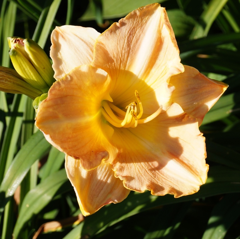Hemerocallis - Taglilien - Schönheiten im Juni und Juli - Seite 5 02319