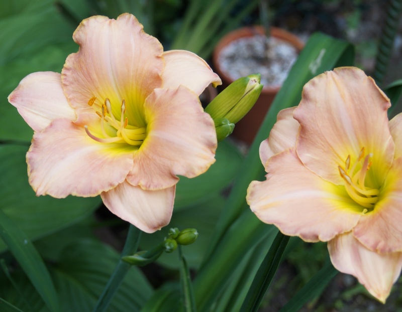 Hemerocallis - Taglilien - Schönheiten im Juni und Juli - Seite 3 Hemero10