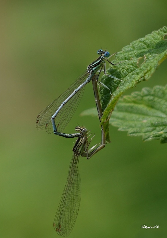 POTD Lumix du 25/08/2014 025_co11