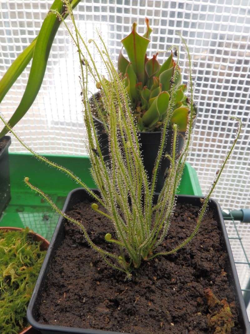 Drosera Filiformis de DavidNep - Page 2 P7310712