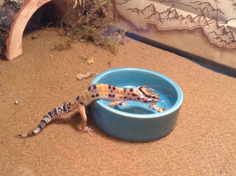 New leopard gecko pet Leo110