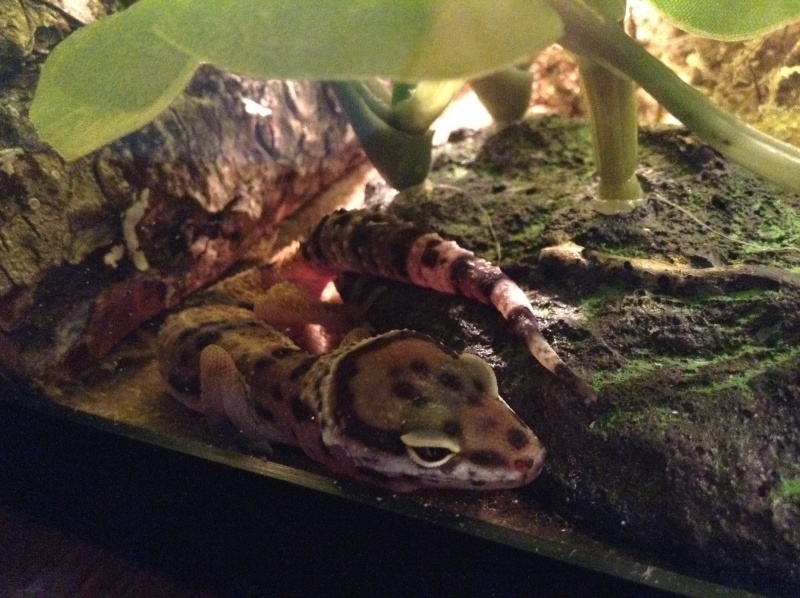 New leopard gecko pet Leo310