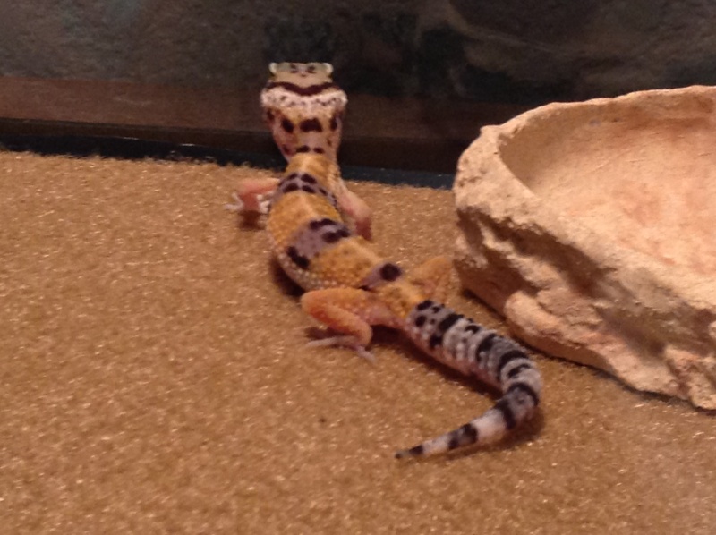 New leopard gecko pet Leo412