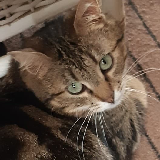 Amandine chatte tigrée marron née en 2019 Amandi10