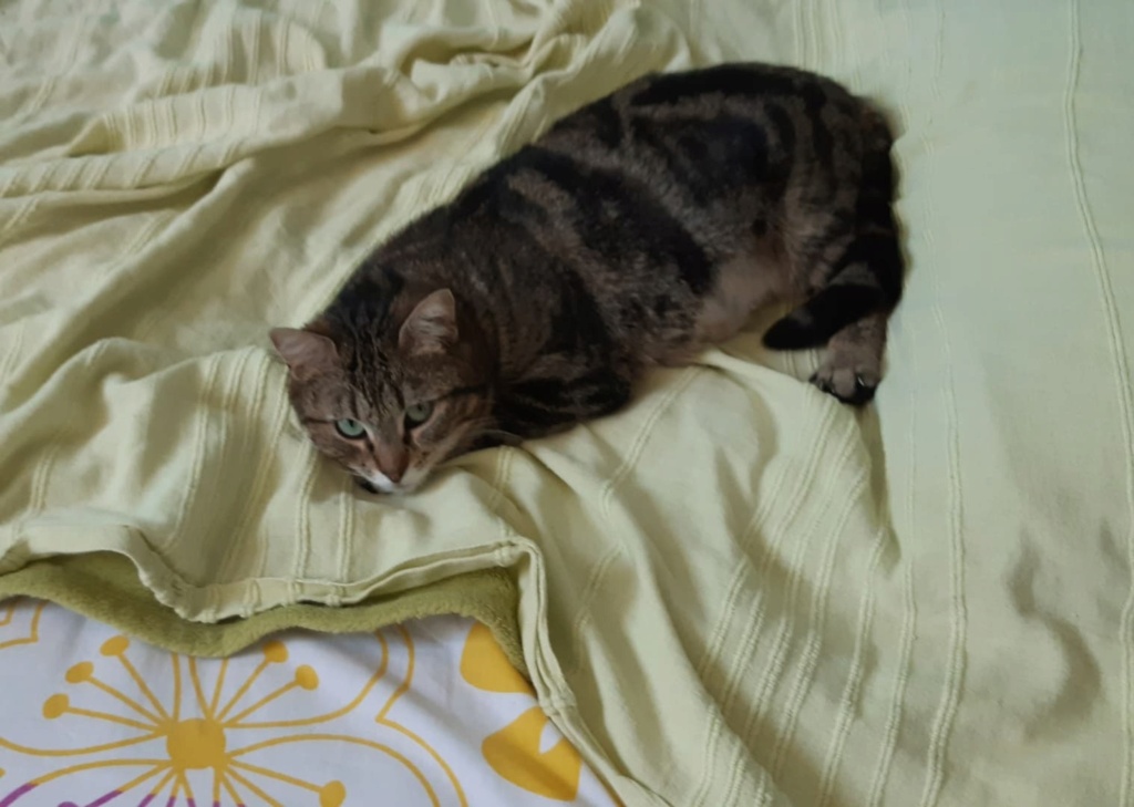 Amandine chatte tigrée marron née en 2019 Amandi11