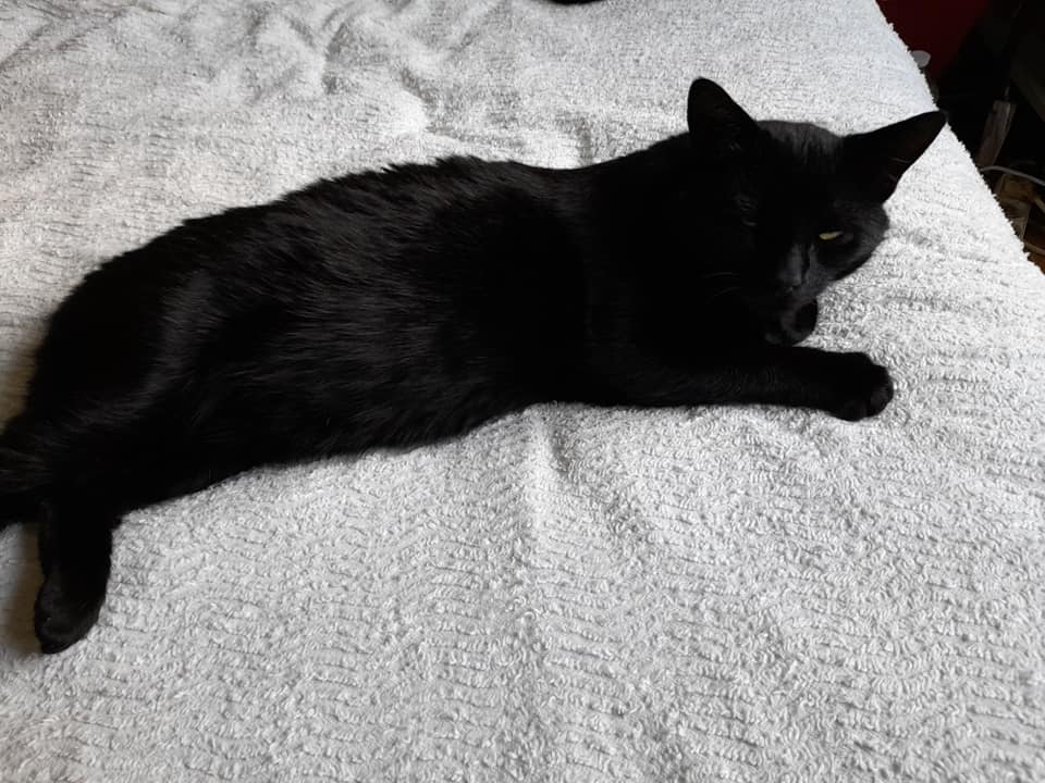 Cachou chat noir né en décembre 2018 Cachou11