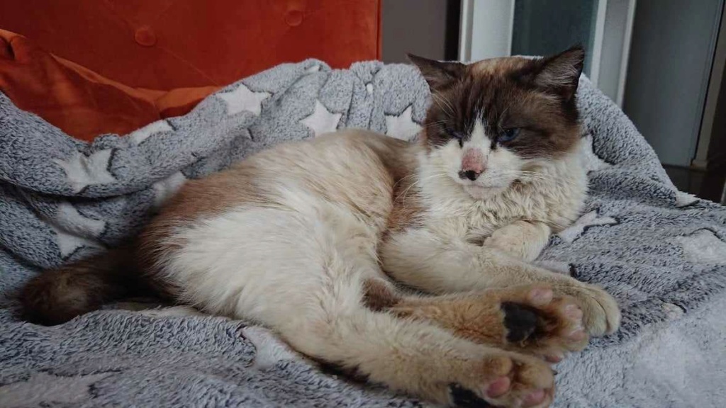Chinno chat typé siamois né en mars 2019 Chinno10