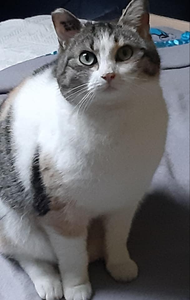 Choupinette chatte tricolore née en septembre 2019 Choupi10