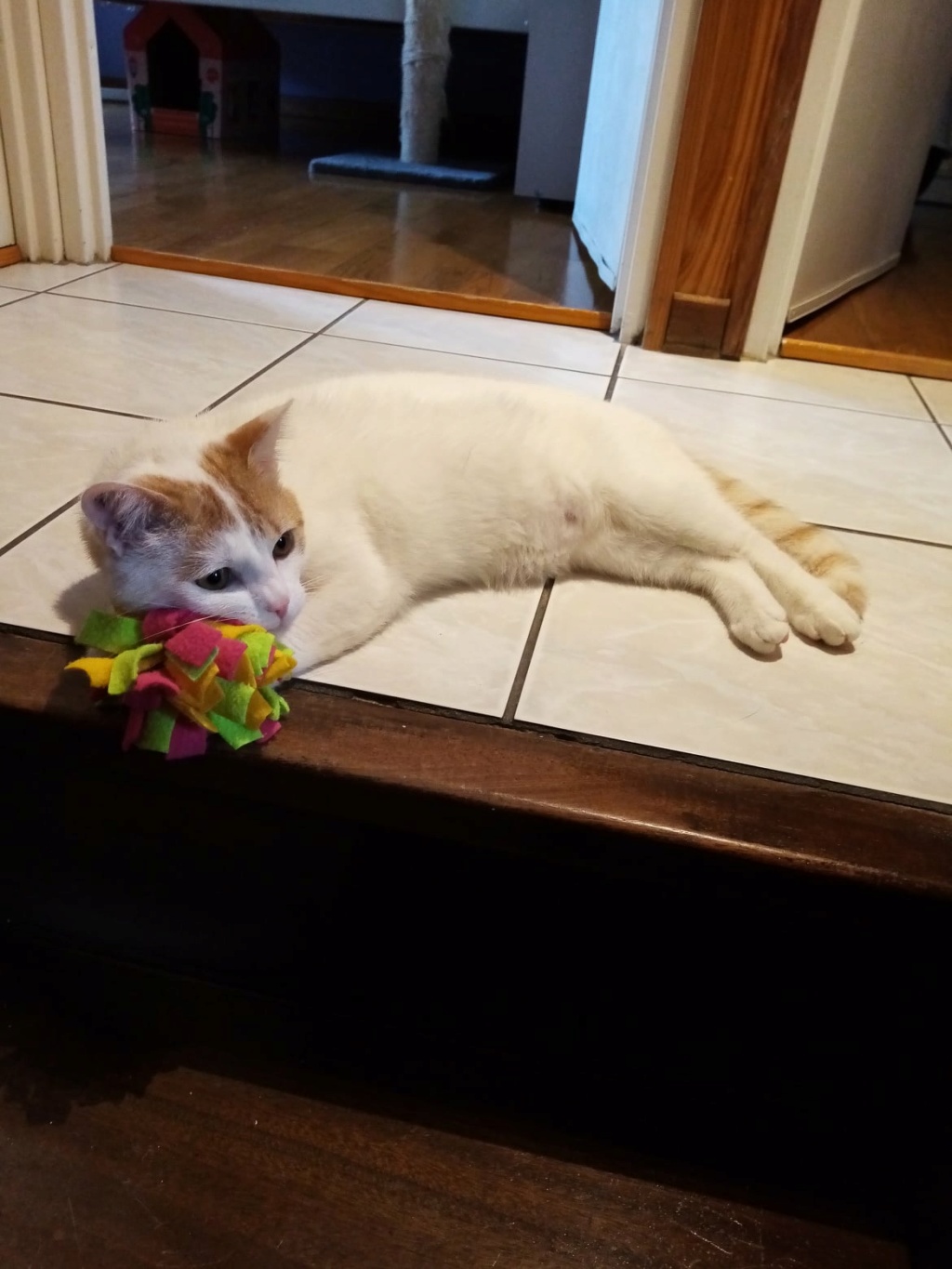 Coco chat roux et blanc né en janvier 2021
