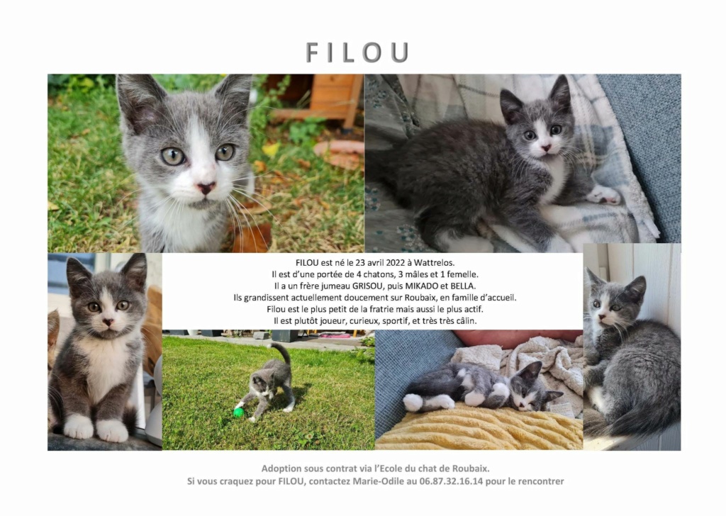 Filou chaton gris et blanc né en avril 2022 RESERVE Filou_11