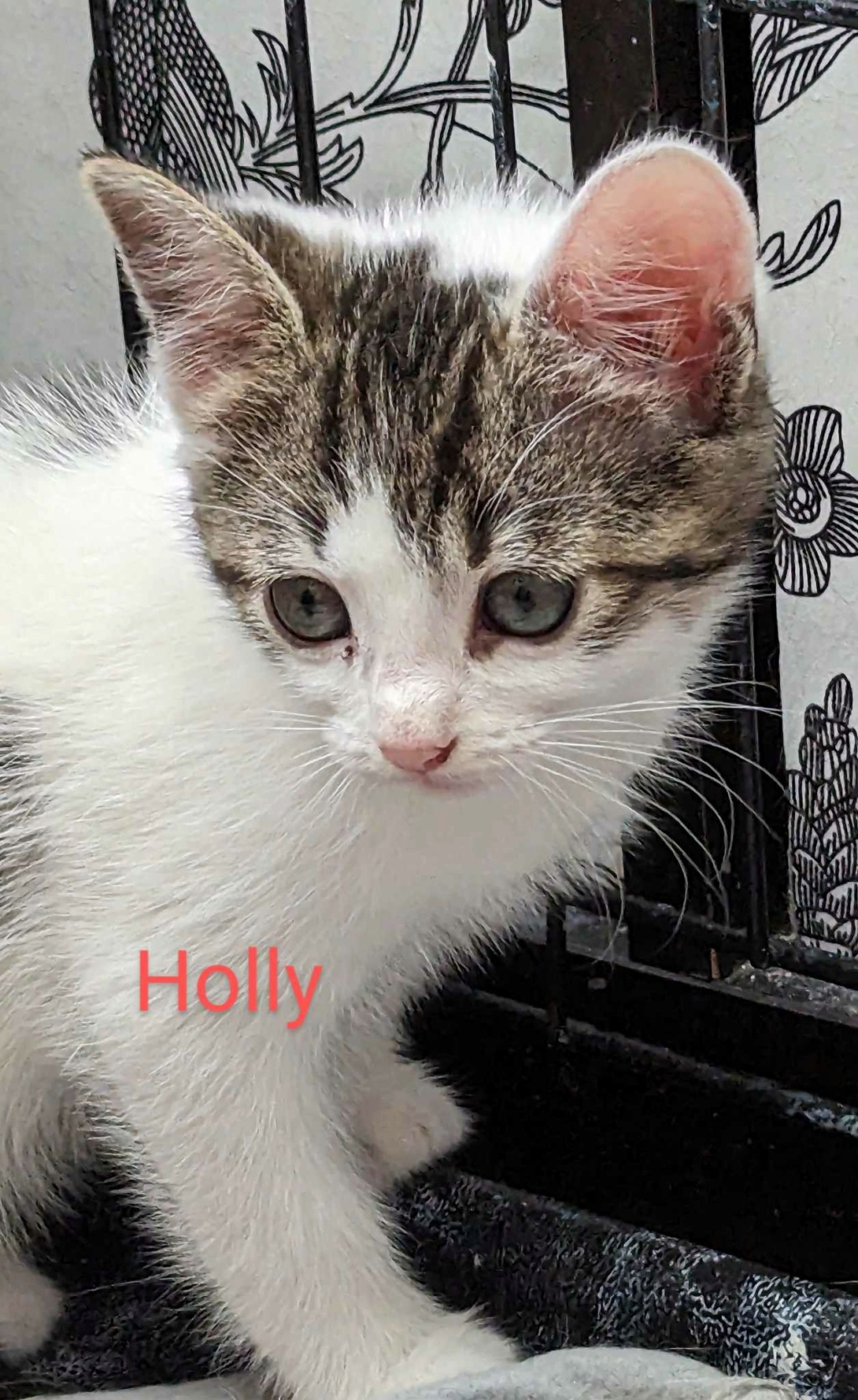Holly chatonne blanche et tigrée née en mai 2023 RESERVEE Holly10