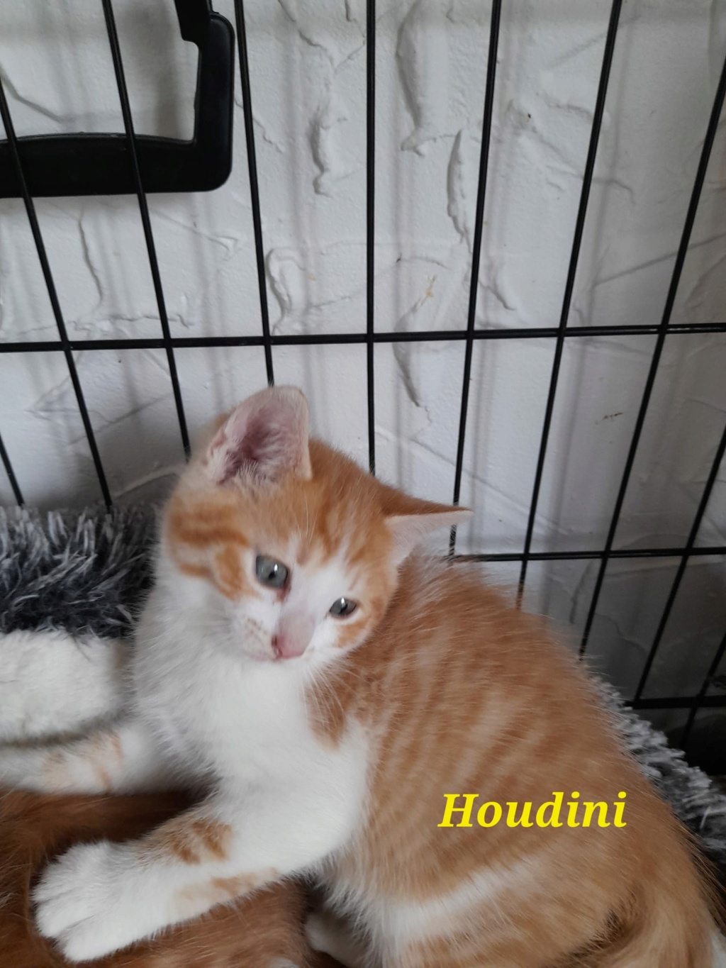 Houdini chaton tigré roux né le 20/02/23 RESERVE Houdin10