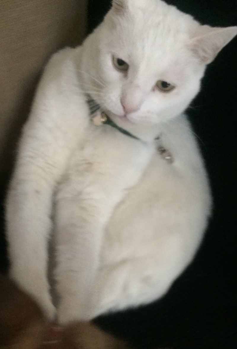 Perdu à Roubaix grand chat blanc tatoué Img_0610
