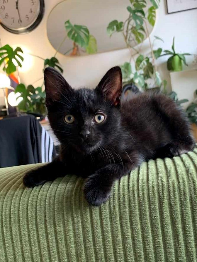 Kiki chaton noir né en avril 2023 Kiki10