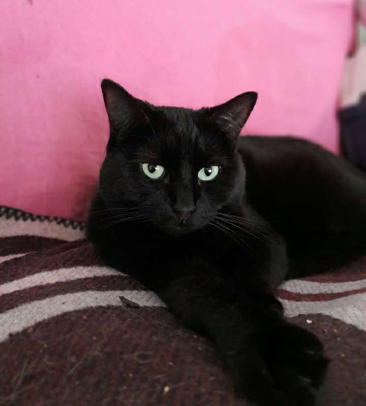 Louise chatte noire née en janvier 2015 Louise14