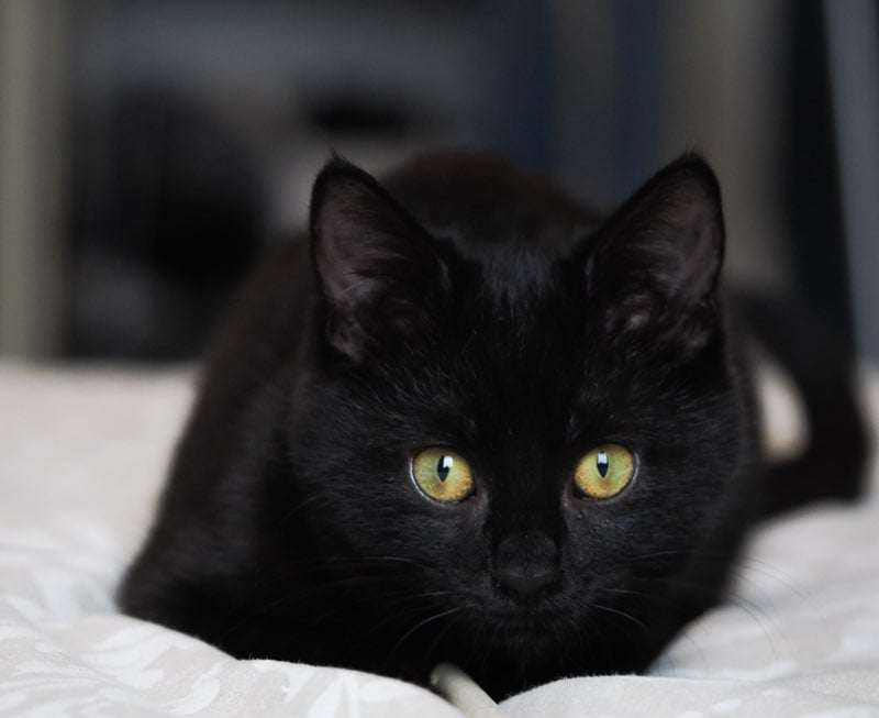 Maki chatonne noire née en octobre 2023 Maki_210