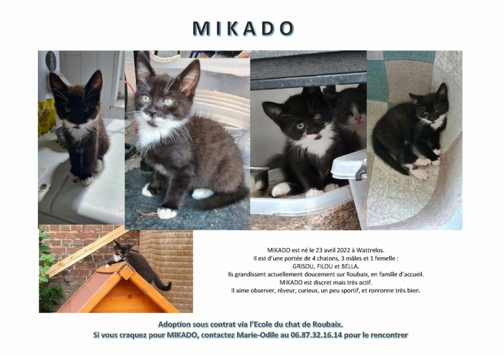 Mikado chaton noir et blanc né en avril 2022 Mikado10
