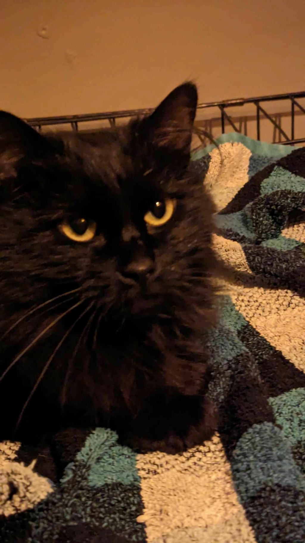 Moustache chat noir poil long né en juin 2018 Mousta13