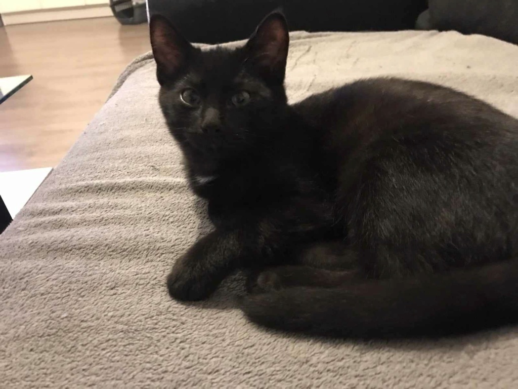Mowgli chaton noir à médaillon blanc né en octobre 2023 Mowgli10