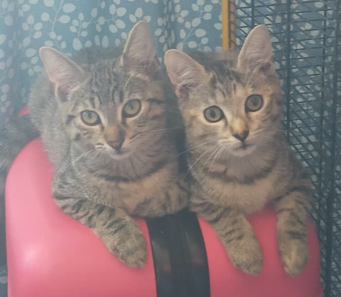 Nala et Muphasa, tigrés nés en mai 2020 à adopter ensemble Nala_e10