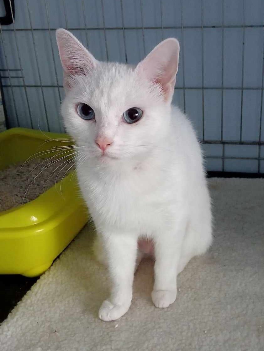 Namour chatte blanche née en mars 2023 Namour10