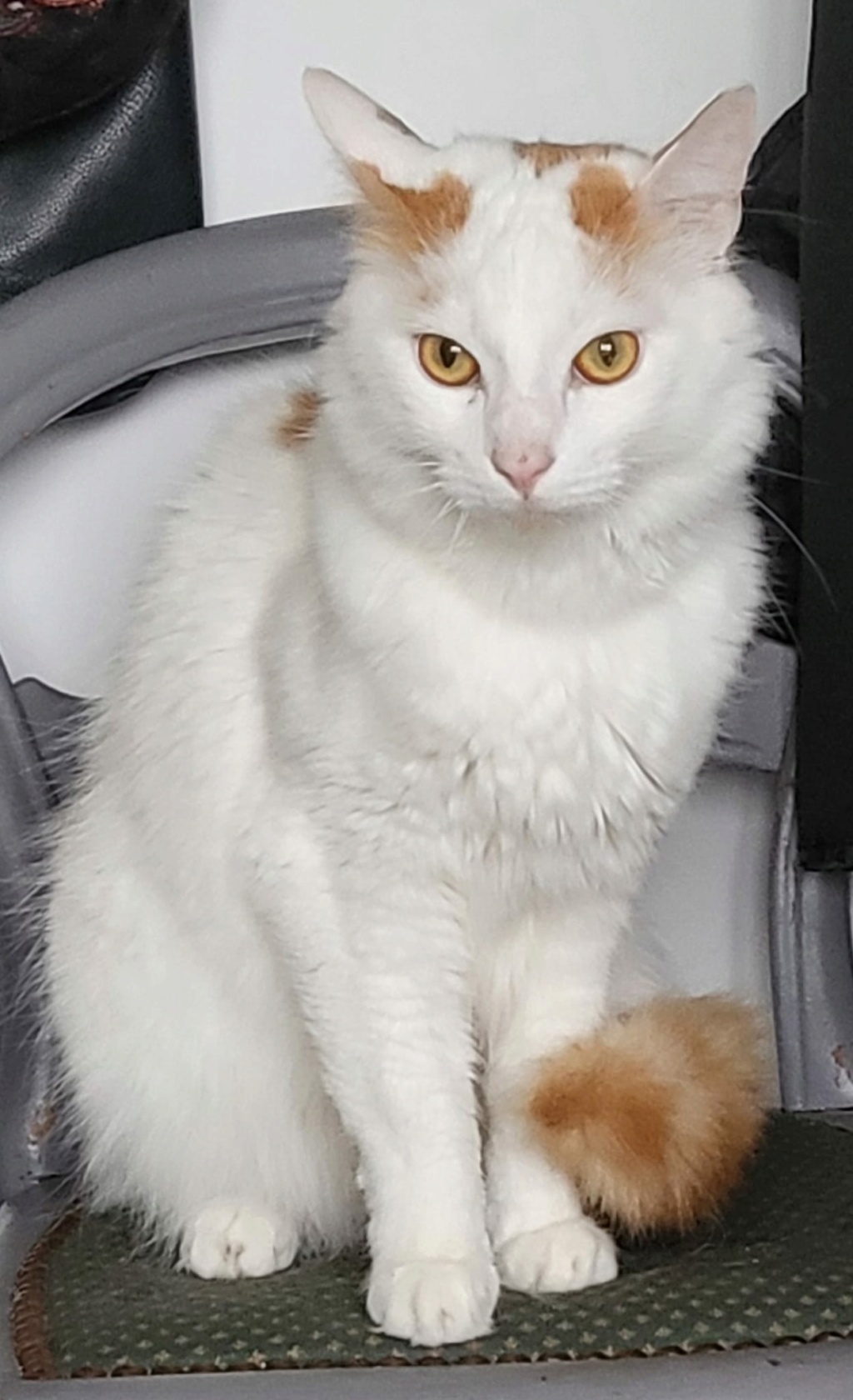 Nino chat blanc et roux poil long né en février 2020 Nino10