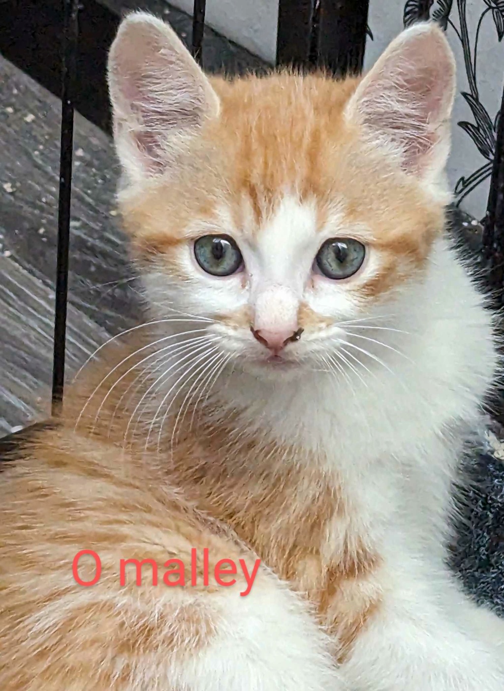 O'Malley chaton tigré roux né en mai 2023 RESERVE O_mall19