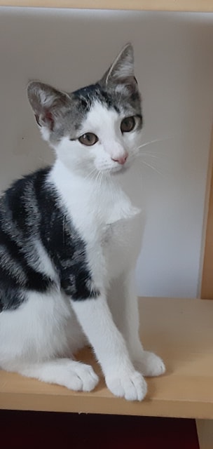 Olaf chaton tigré blanc né mi mai 2019 Olaf_c11