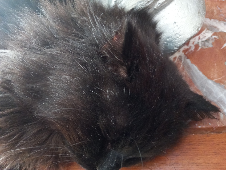 Paco chat noir poil long né en juin 2017 Paco_b13