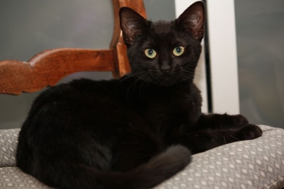 Perlipopette chatte noire née en juin 2019 Perlip10