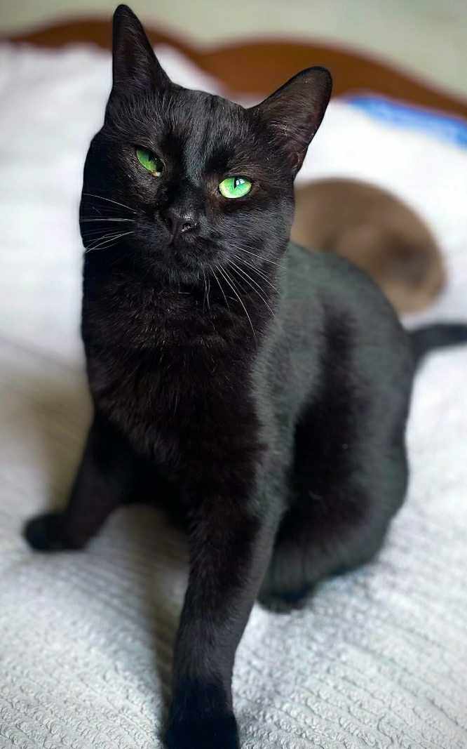 Poupoutch chat noir né en octobre 2016 RESERVE Poupou13