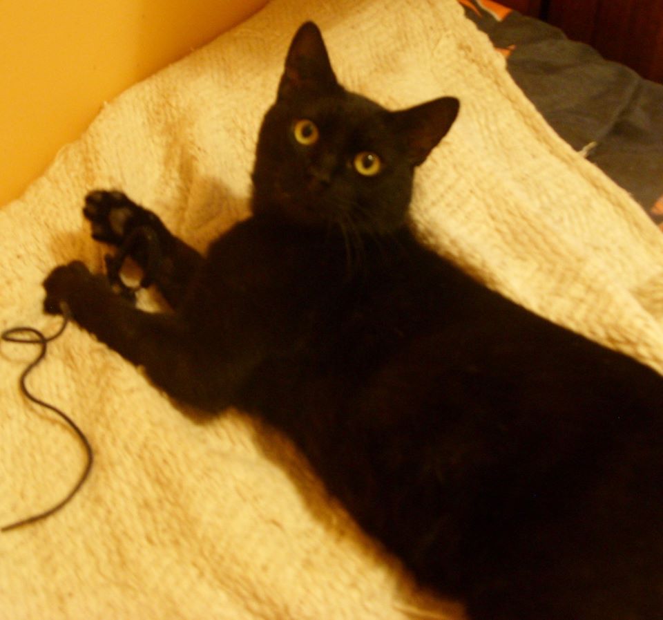 Prosper chat noir né en 2013 Prospe10