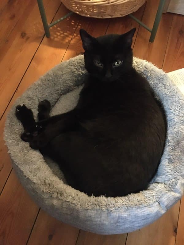 P'tit Quinquin chat noir yeux verts né en décembre 2021 Quinqu11