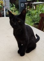 Ramsès chaton noir né en janvier 2020 Ramses10