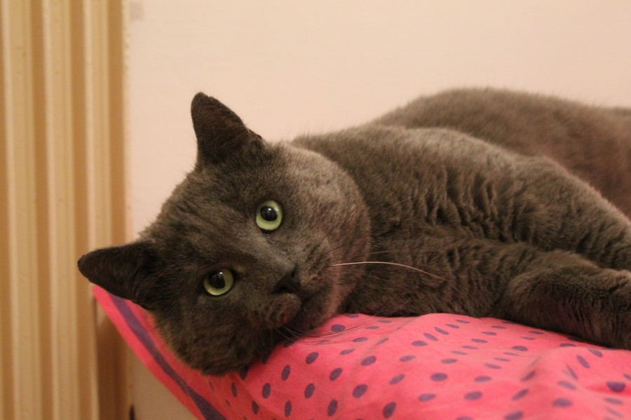 Roger type chartreux Déjà adopté! Roger10