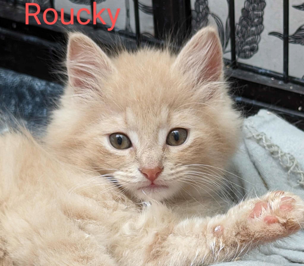 Roucky chaton roux clair poil mi long né en mai 2023 RESERVE Roucky21