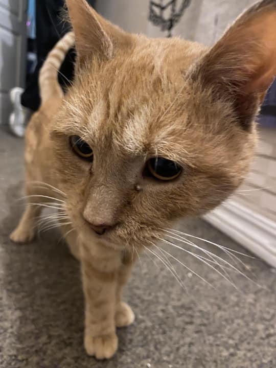 Roussette chatte tigrée rousse née en mars 2016 Rousse10