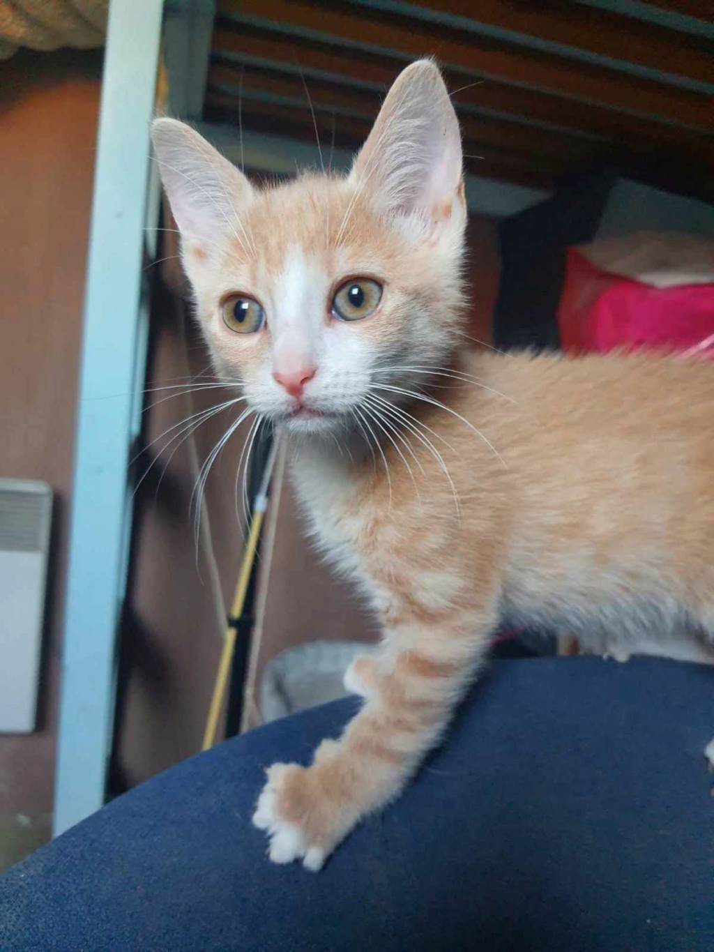 Sani chaton roux et blanc né en mai 2023 Sani10