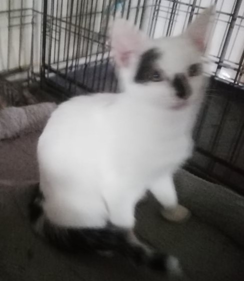 Scar chaton blanc et noir né en avril 2021 Scar10