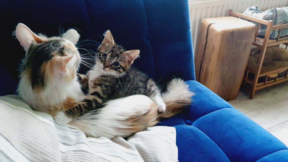 Sookie née en 2019 et son petit Garry, à adopter ensemble,  Sookie15