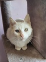 PHOTOS DE NOS CHATS A ADOPTER Bianca18