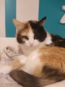 PHOTOS DE NOS CHATS A ADOPTER Mia10