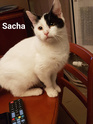 PHOTOS DE NOS CHATS A ADOPTER Sacha_10