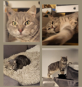 PHOTOS DE NOS CHATS A ADOPTER Smooth10