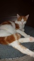 PHOTOS DE NOS CHATS A ADOPTER Tintin10