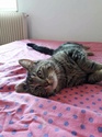 PHOTOS DE NOS CHATS A ADOPTER Widow_10