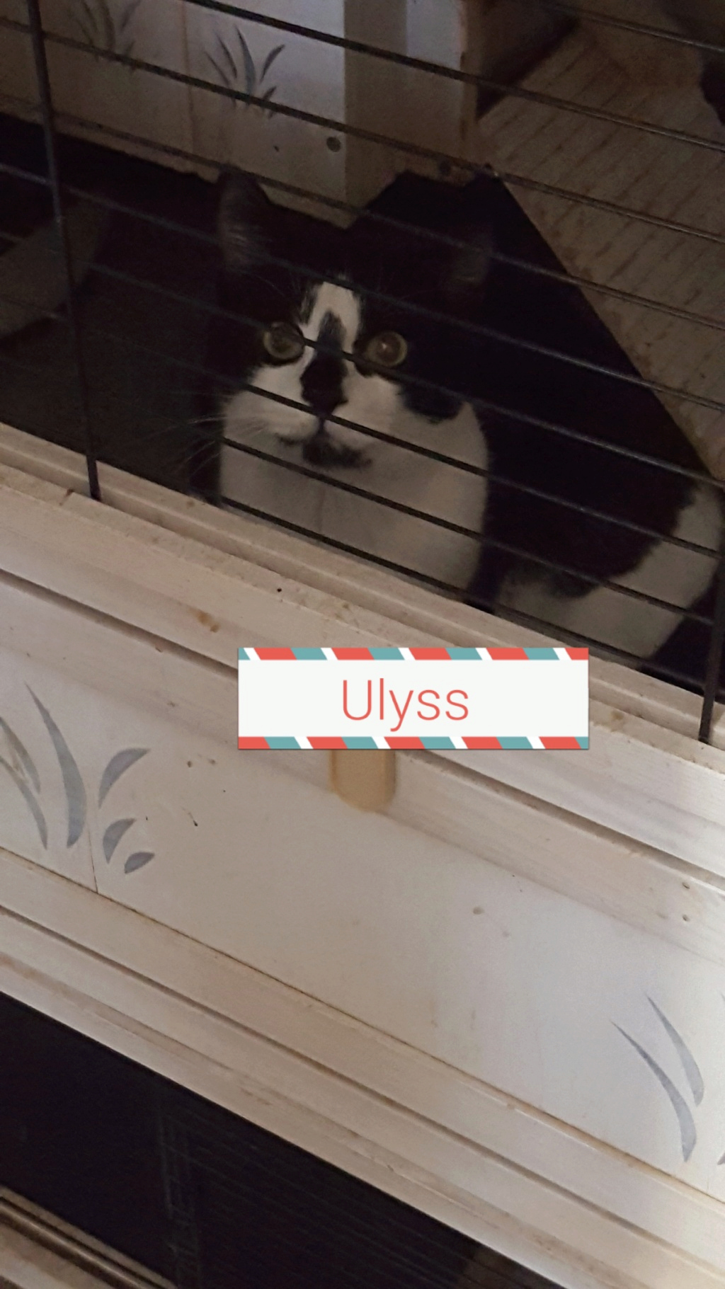 Ulyss chat noir et blanc né en mars 2023 Ulyss_11