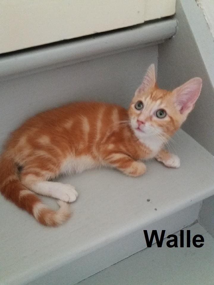 Walle chaton roux et blanc né en mai 2020 Walle10