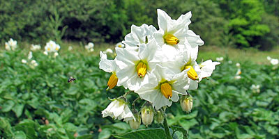 Marie Antoinette et les fleurs Fleur-10